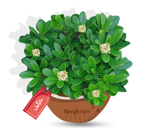 Nargil_Pittosporum Tobira